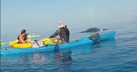 Whale Watch Snorkel Adventure in South Maui Makena