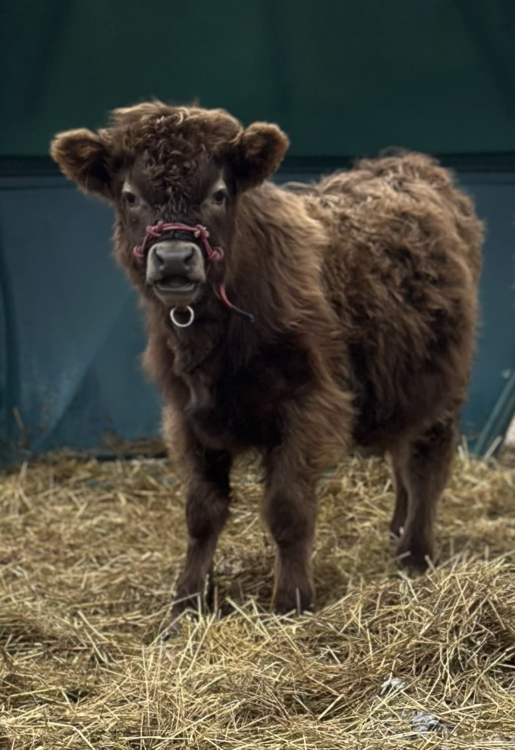 Farm Party in Holly, Michigan — Pony Rides & Miniature Animals