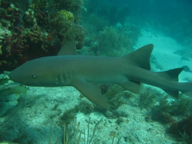 Key Largo Diving Package: 6 Trips, 12 Dives on Reefs and Wrecks photo 1