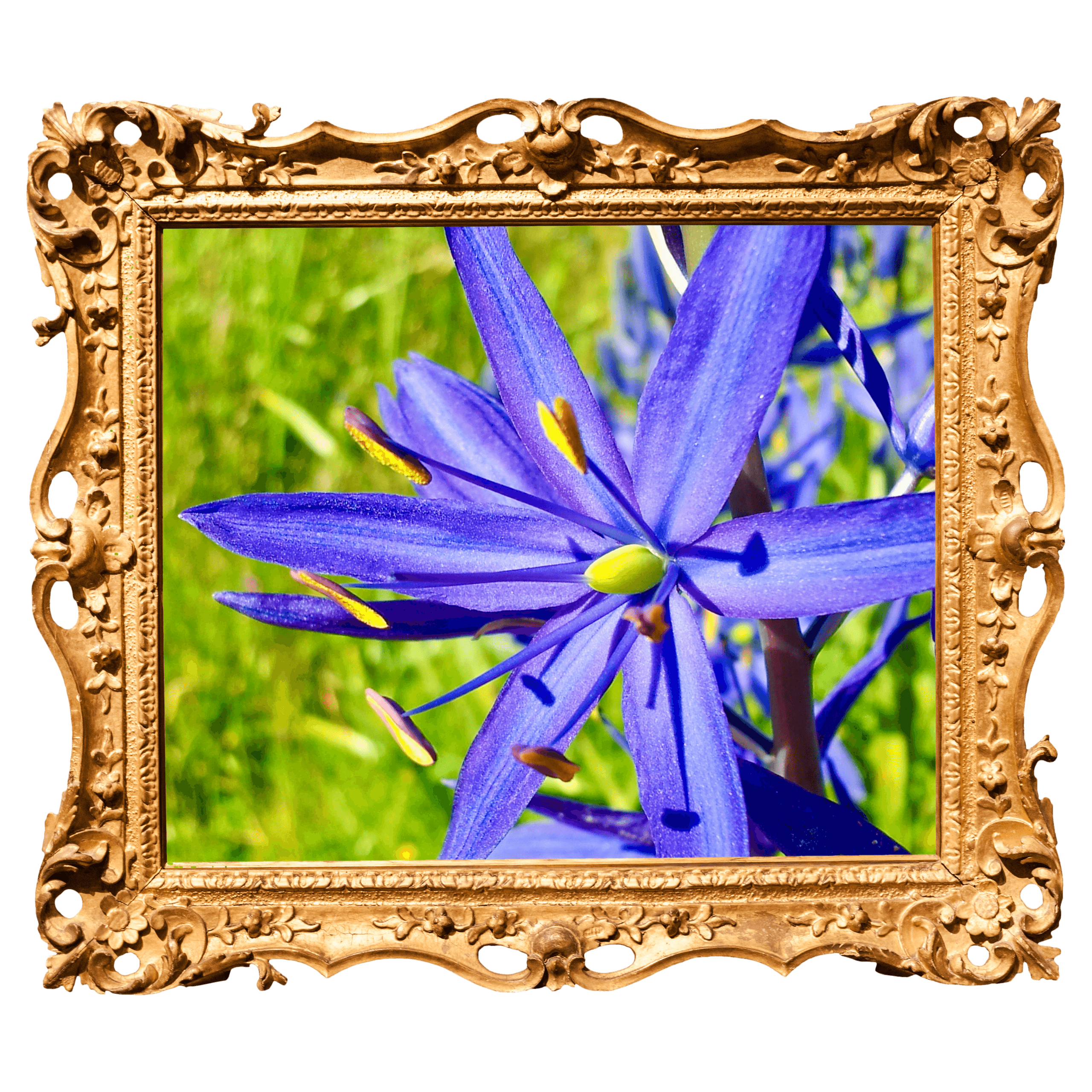 Purple wildflower blooming in sunlit meadow close-up