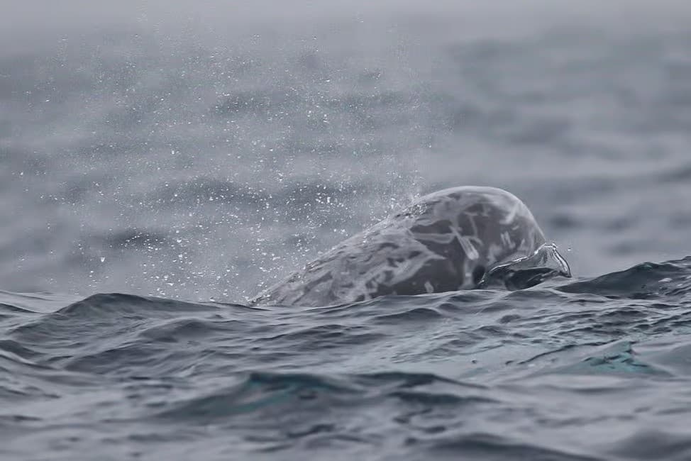 Behavior-Guided Dolphin Swims off Ilha Terceira, Azores photo 3