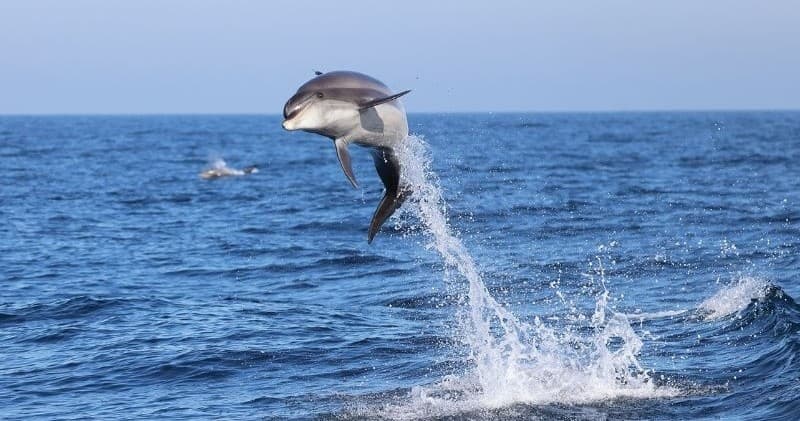 Wildlife & Water Activities: Dolphin Watching with MERR Institute in Delaware