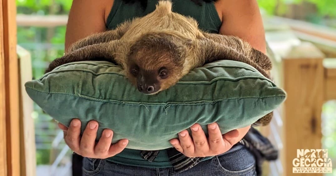 Baby Sloth Experience in Cleveland, Georgia