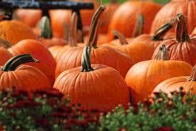 Pumpkin Express Train Ride at Belfast & Moosehead Lake Railroad
