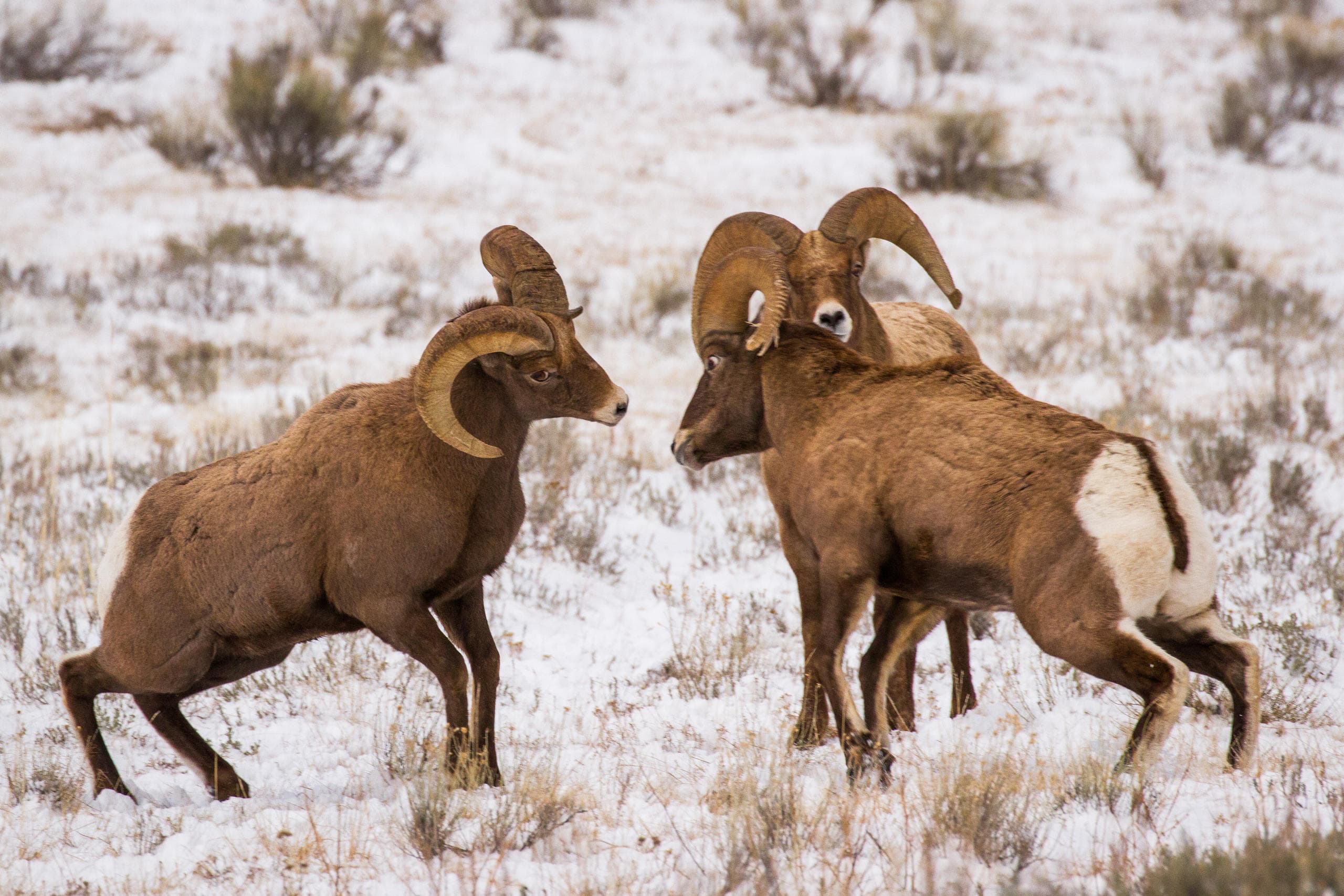 Winter Wildlife & Elk Refuge Tour with Jackson Hole Eco Tour Adventures