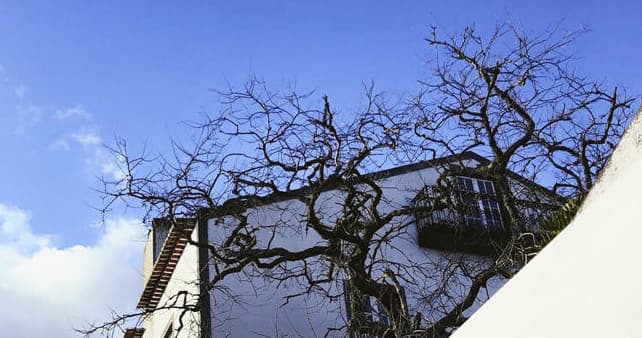 Bare winter tree silhouetted against deep blue sky by estate