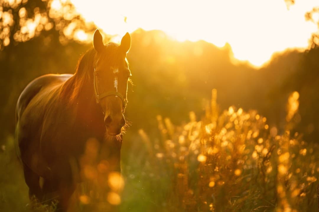 Horse grazing in golden field at sunset on rural trail