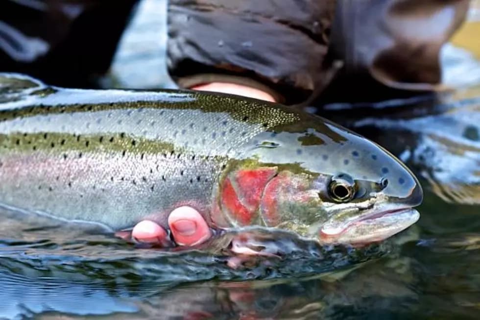 Cowlitz River Steelhead & Salmon Fishing in Deary, Idaho