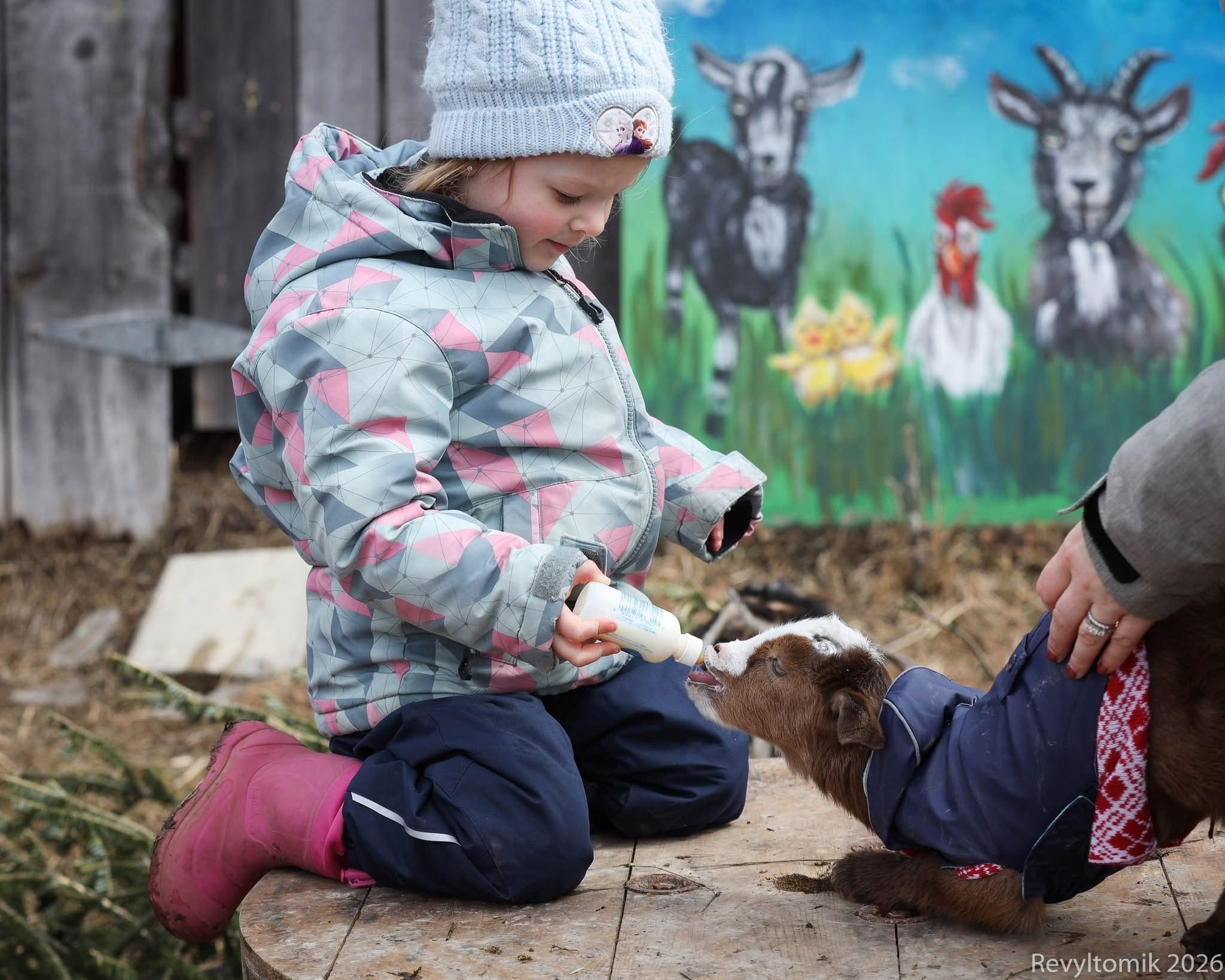 Bottle-Feed Baby Goats in Martintown: 30-Minute Farm Snuggle Experience photo 4