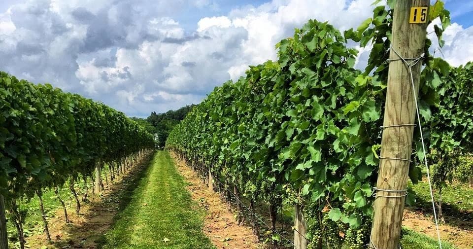 Vineyard corridor at Beneduce Vineyards, green vines in summer