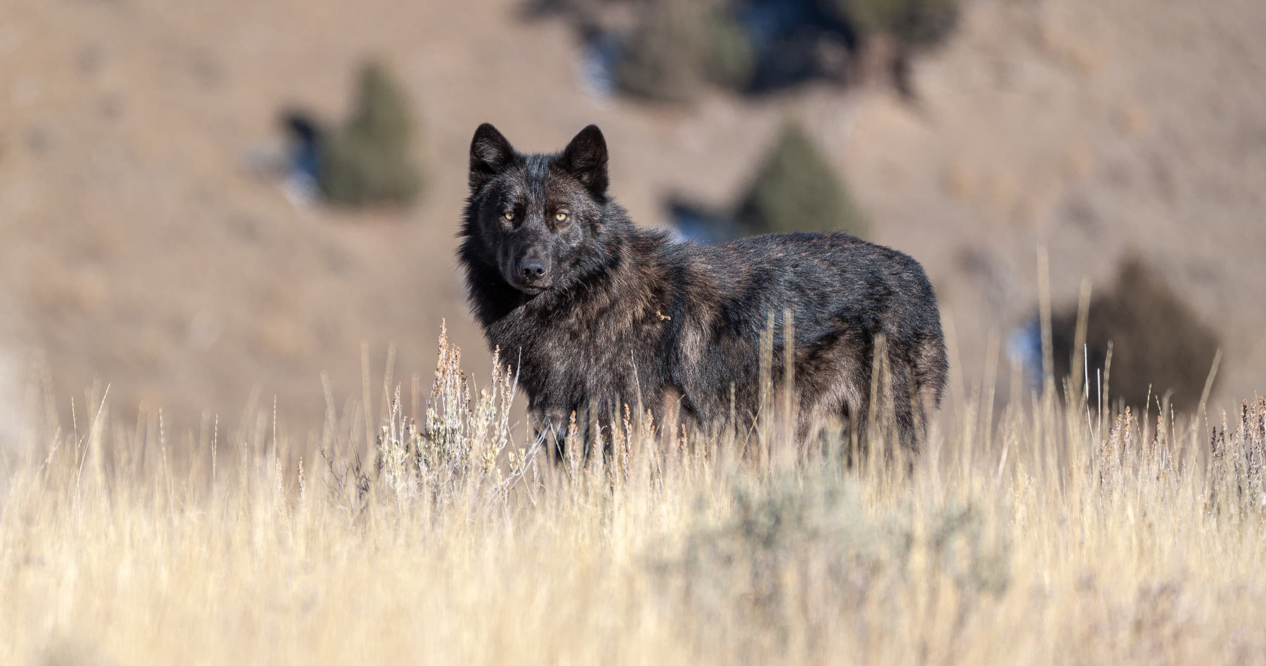 Wildlife Safari with Jackson Hole Wildlife Safaris in Wyoming
