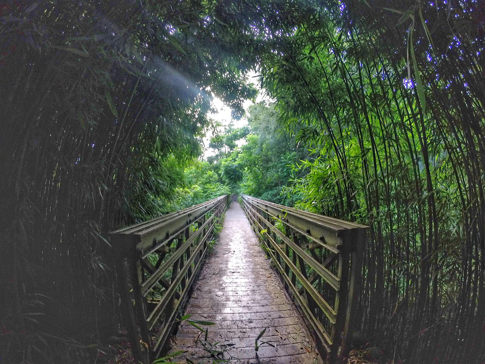 Explore 7 Sacred Pools & Bamboo Forest in Kihei, Hawaii