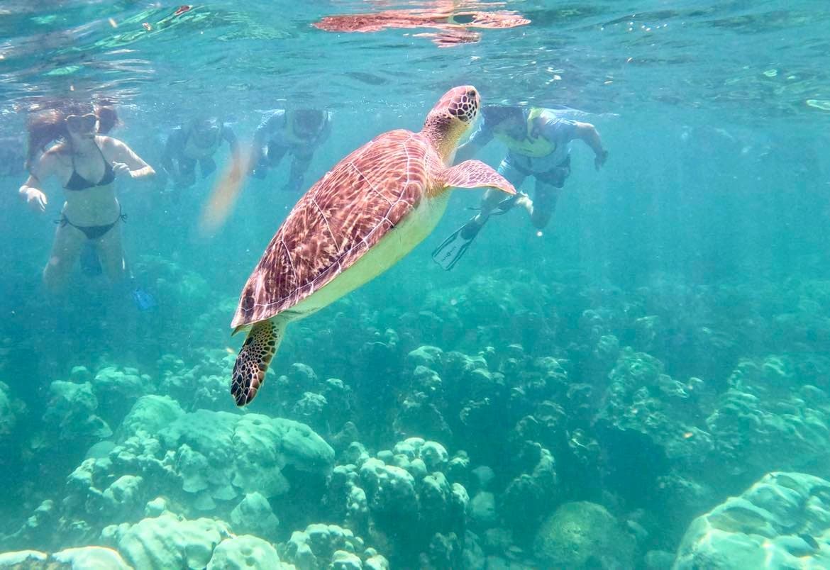 Snorkeling Private Charter in Islamorada, Florida