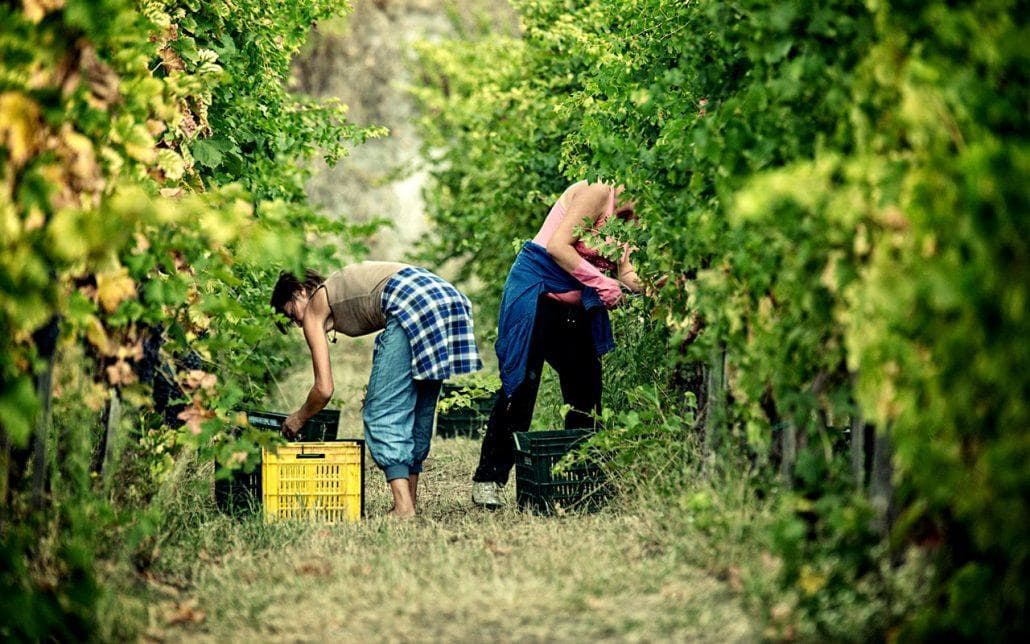 Historical & Tasting Journey with Goldentours International in Sorrento