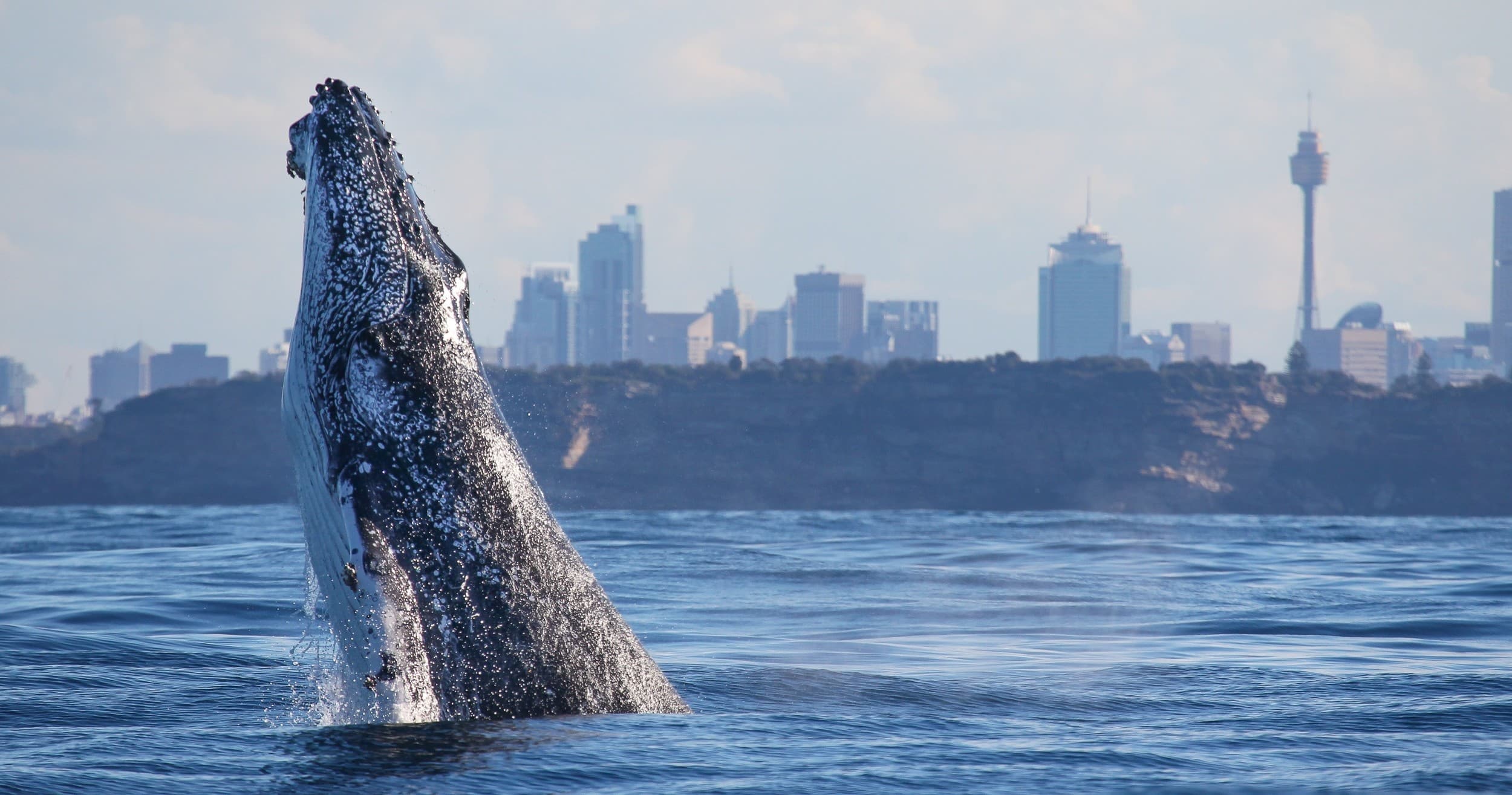 Whale Watching Cruises & Photography in Sydney