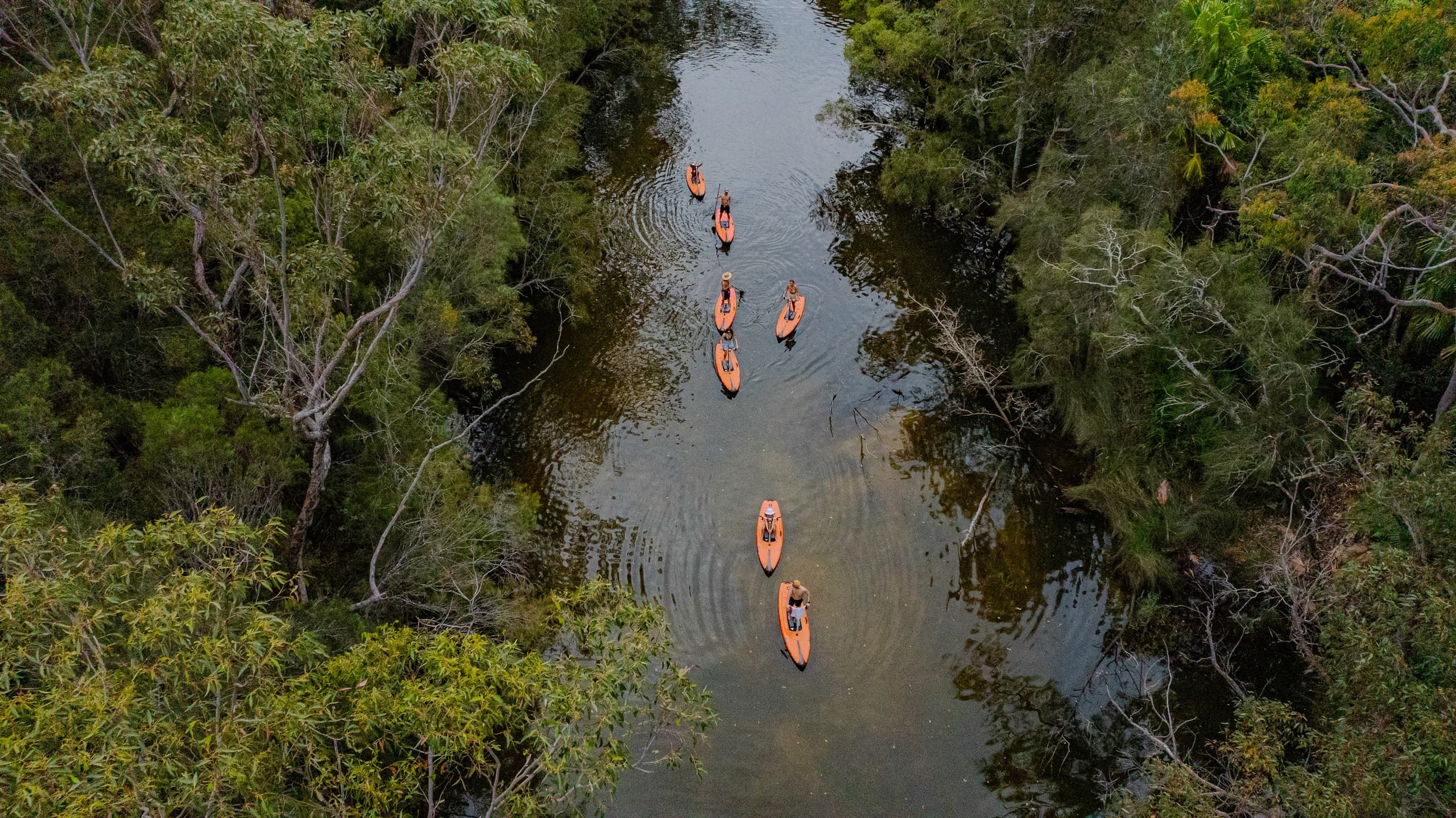 Aerial shot of kayakers paddling through narrow forested river