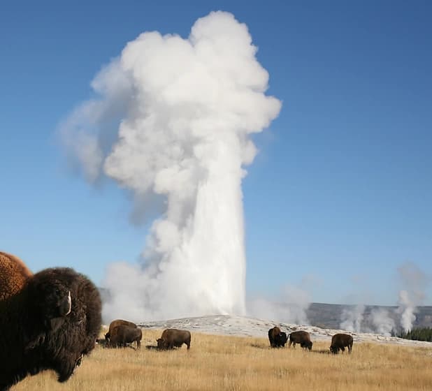 Epic Yellowstone and Grand Teton Day Tour: Explore Iconic Landscapes and Wildlife