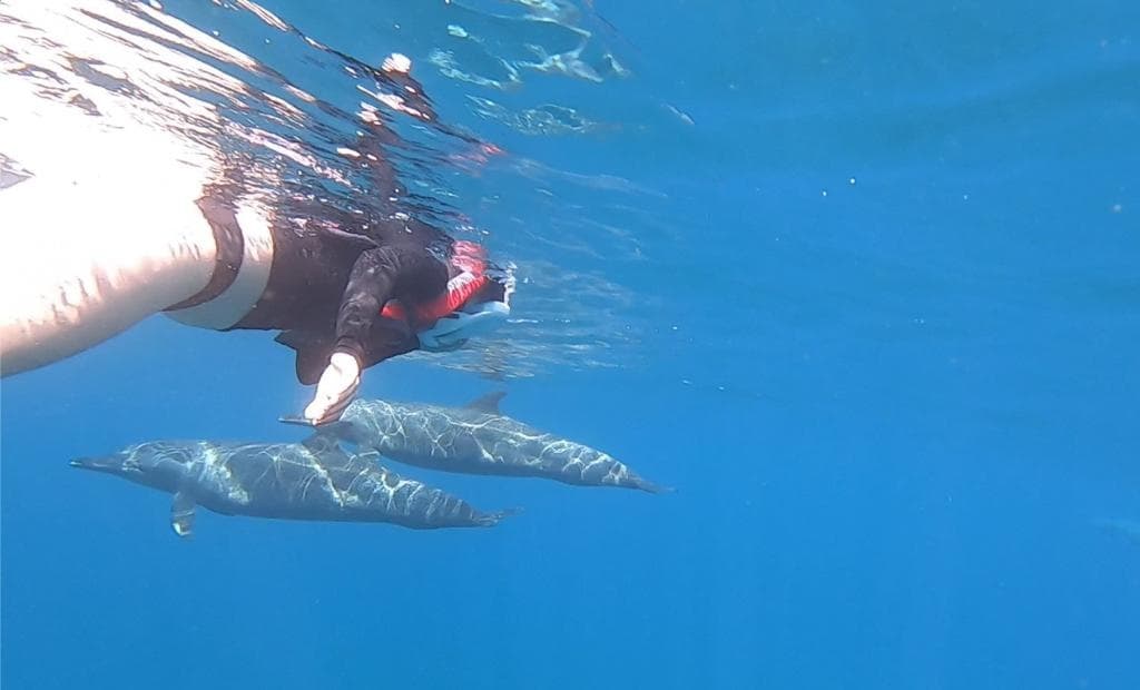 Sea Safari in Mazatlan: Marine Adventure & Whale Watching