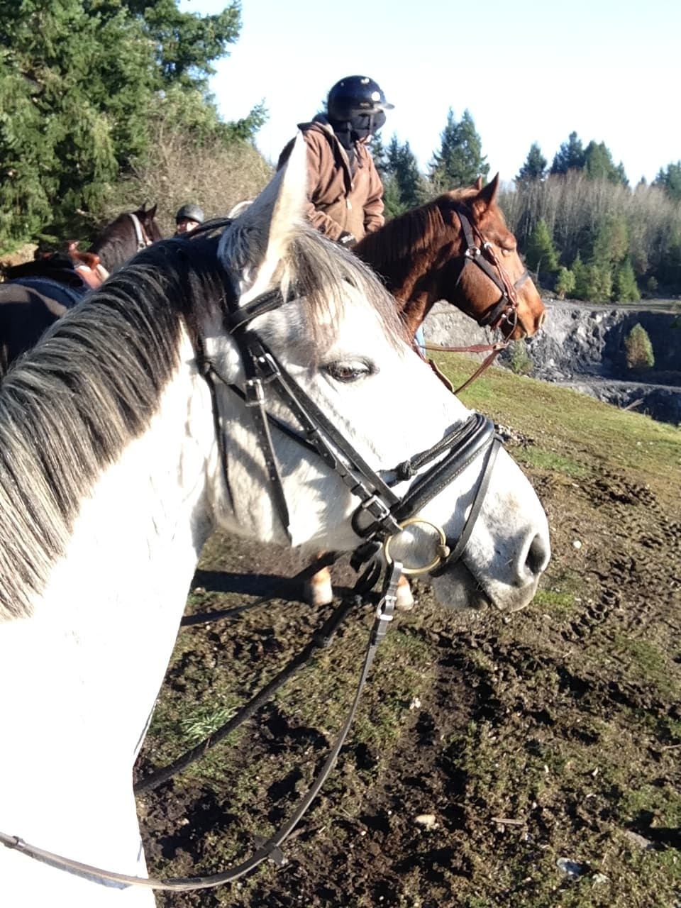 Horseback Mountain Ride at Alpine Stables in Cobble Hill