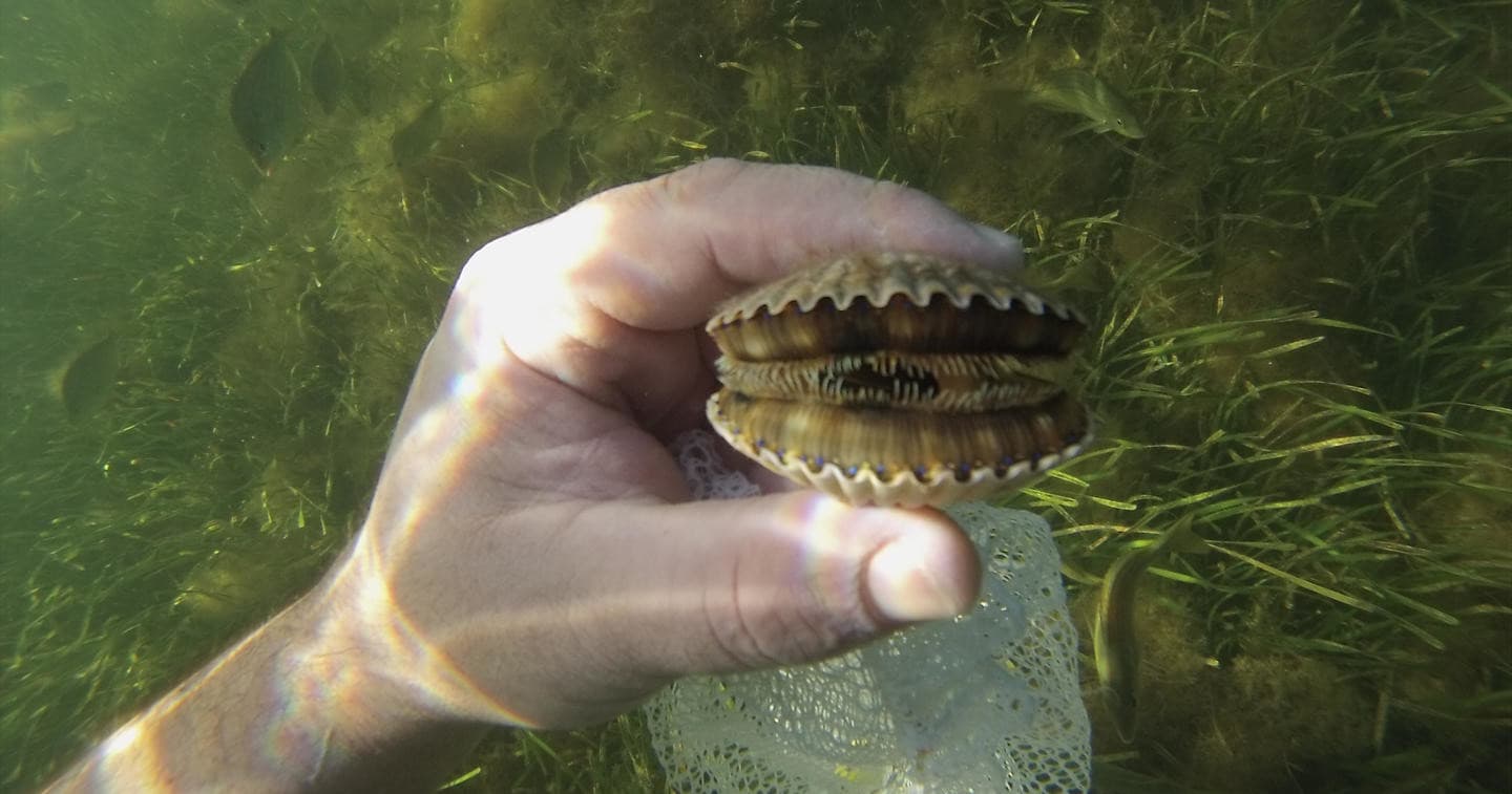 Scallop Adventures with Mellow Mangrove Charters in Homosassa