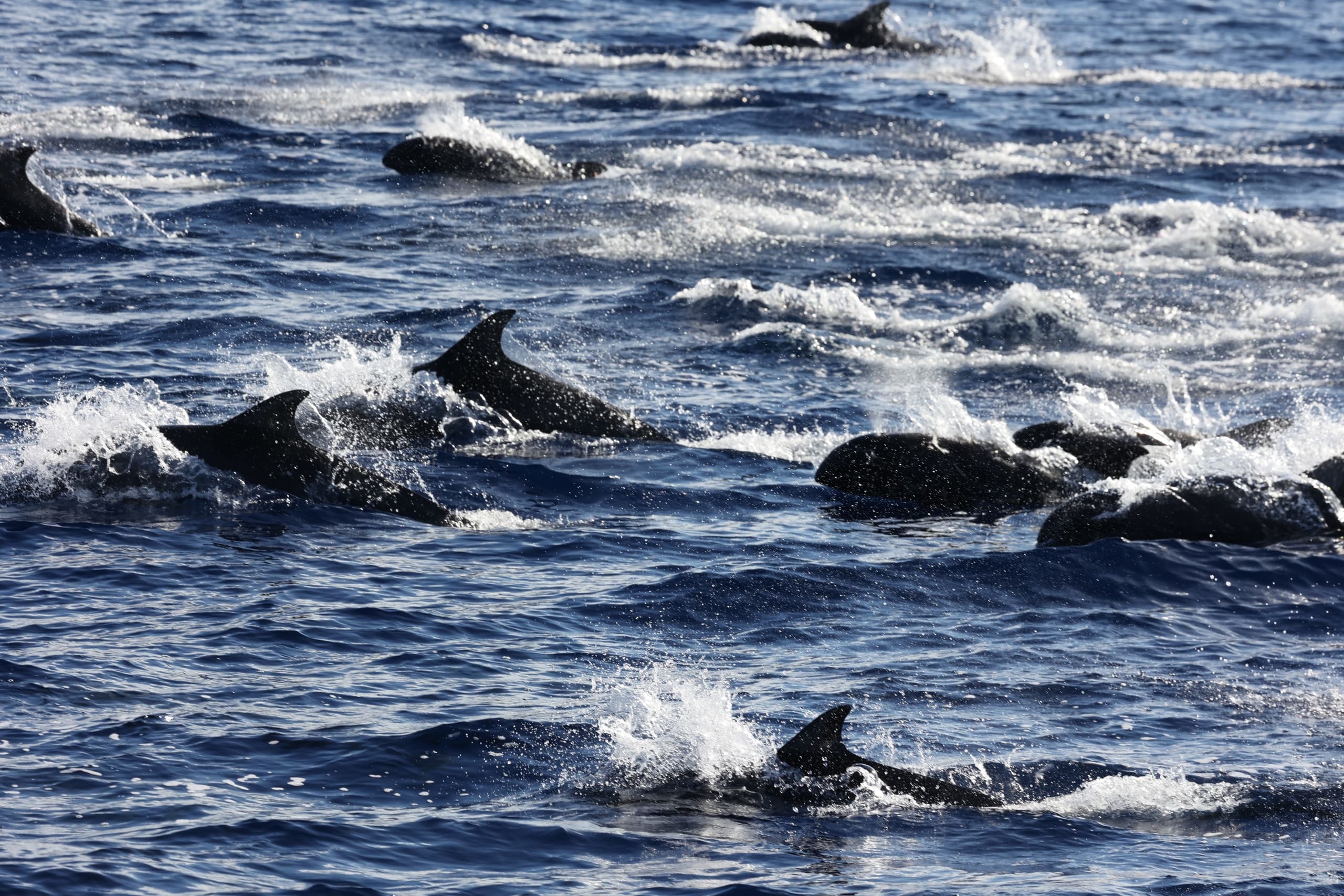 Wild Side Specialty Tours’ Full Day Wildlife Boat Expedition in Waianae