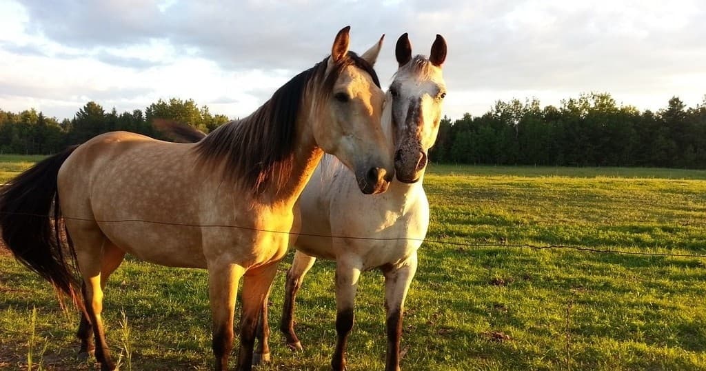 Ride or Dye Easter EGGstravaganza at Rocksprings Guest Ranch — Family Horse Barn Easter in Sorrento