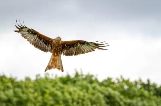 Birdwatching & Photography at Argaty Red Kites