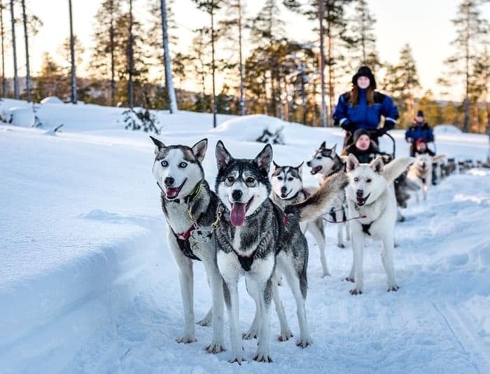 Husky Sledding Adventure with Star Arctic Hotel in Saariselkä