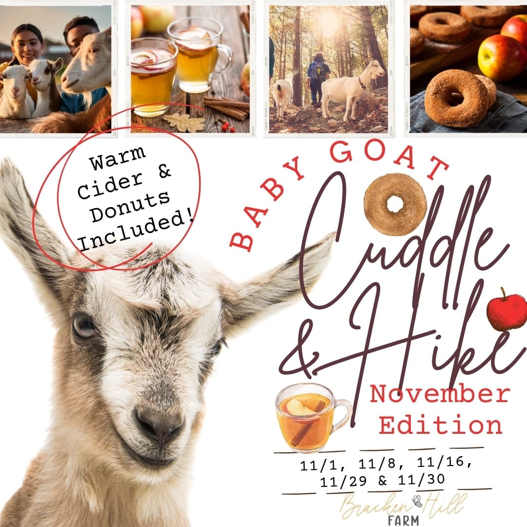 Baby Goat Hikes & Cider at Bracken Hill Farm, MA