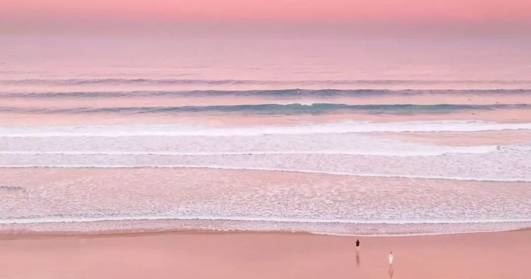 Foraging at Dawn with Seadrift Distillery on Northern Beaches