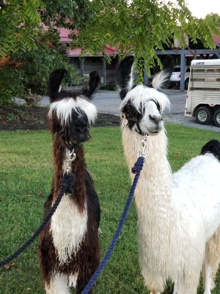 Meet the Llamas: Llama Farm Experience Near Great Smoky Mountains