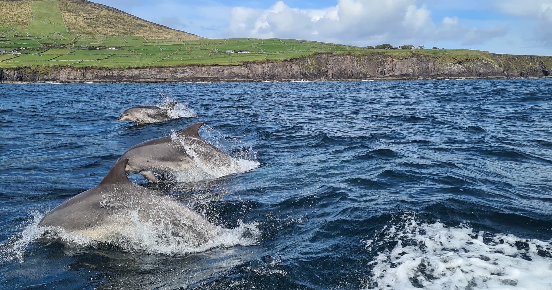 Pod of dolphins leaping across choppy Atlantic waters near coast