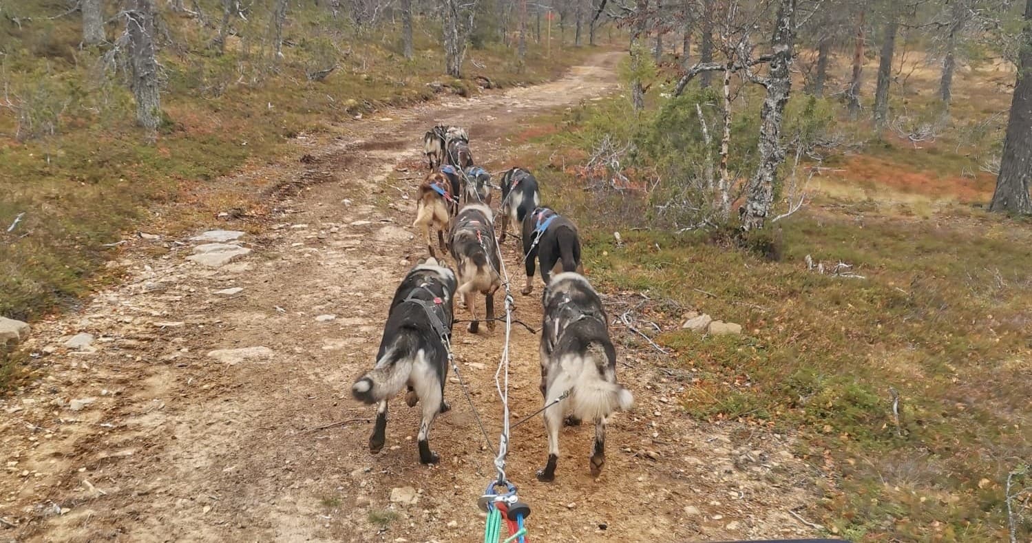 Winter Wildlife & Husky Safari at Northern Lights Village Levi