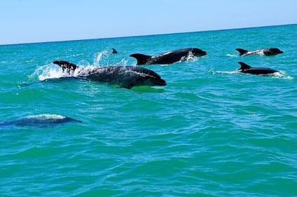 Wildlife & Water Adventures with Cruzeiros da Oura in Algarve
