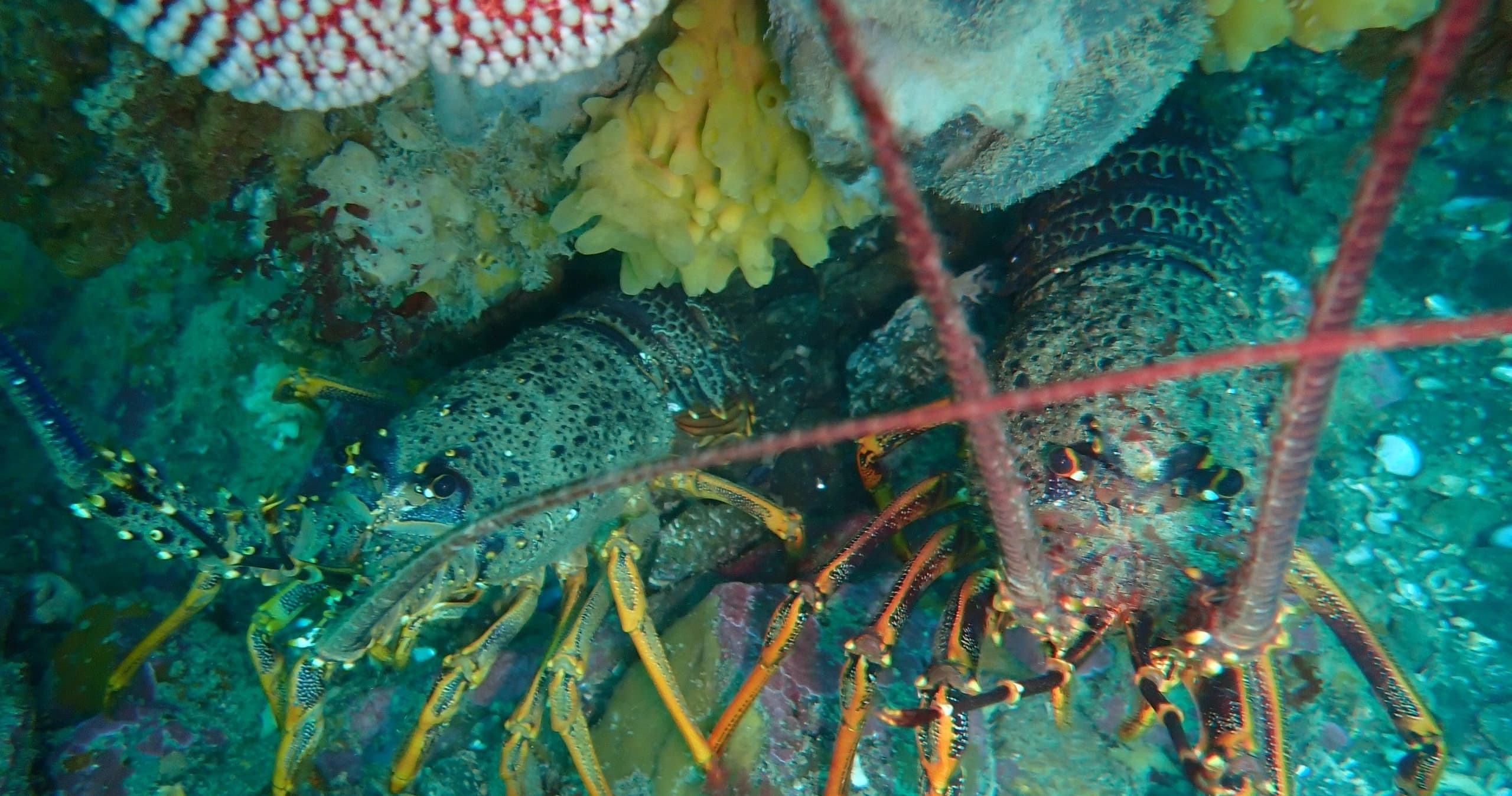 One Crayfish Dive: Kaikōura Scuba for Koura, Reefs and Seals