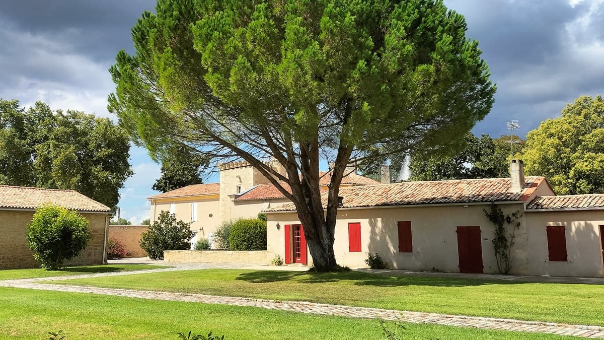 Country manor lawn with large pine tree and rustic buildings