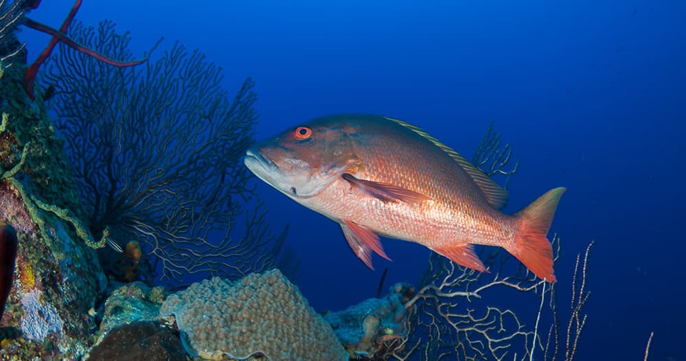 Fishing Charters in Venice with Fish N FL