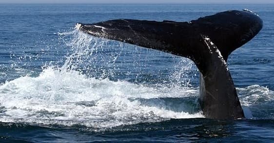 Whale tail breaching with ocean spray, wildlife sea tour photo