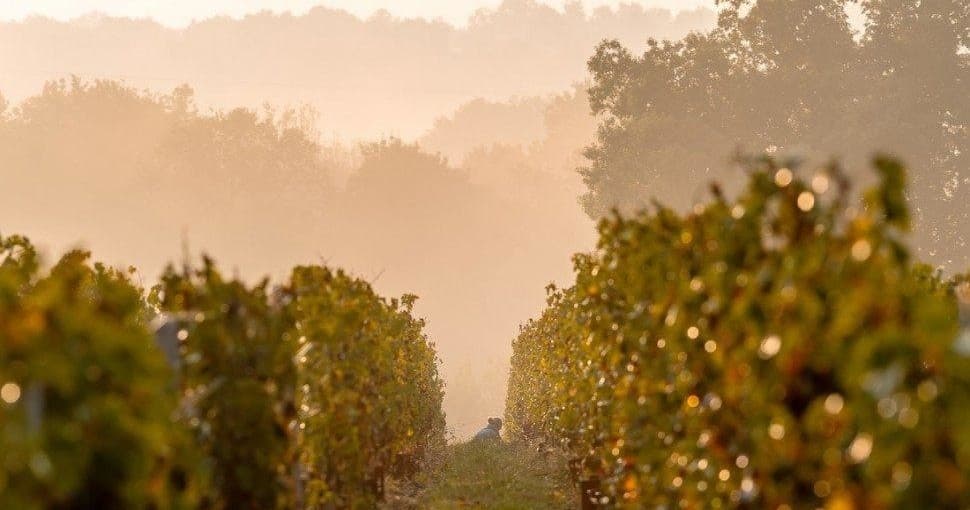 Vineyard rows at sunrise with misty hills, scenic wine estate