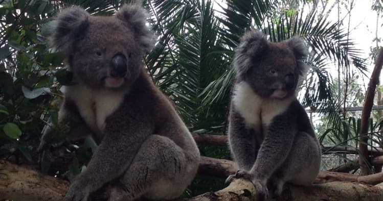 Wildlife Encounter at Ranger Red's Zoo & Conservation Park