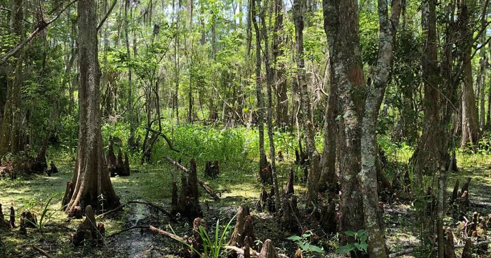 Airboat Swamp & City Tour by Michaela's Private New Orleans Tours