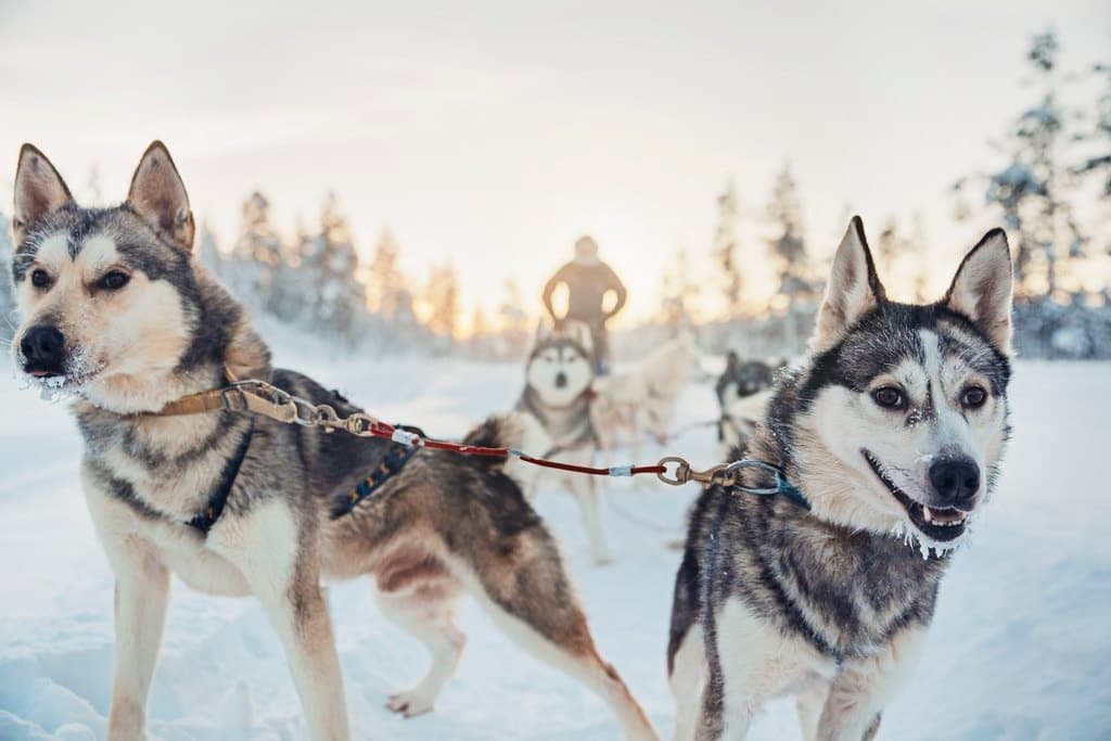 Winter Wildlife & Dog Sledding at Kakslauttanen