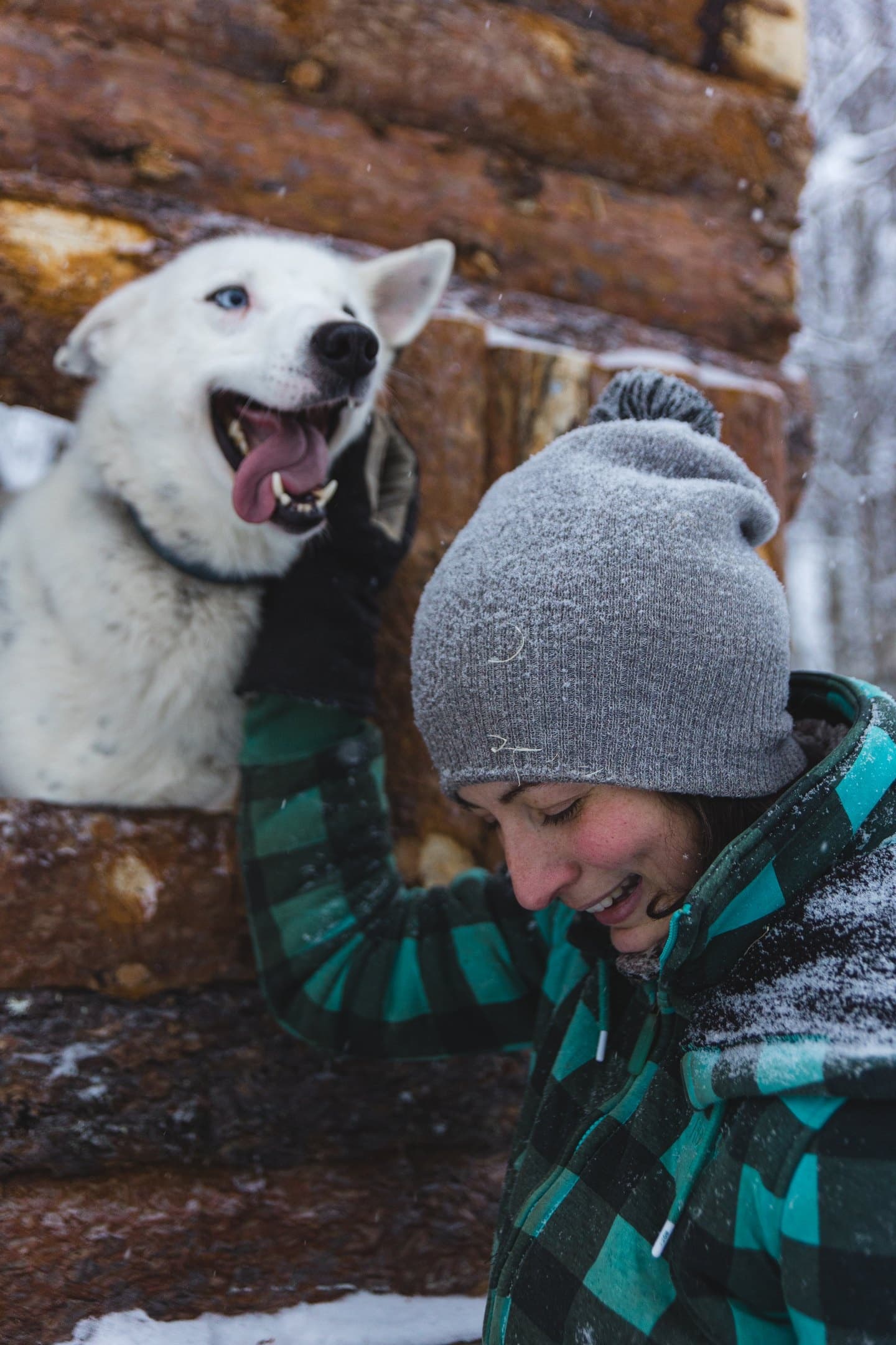Meet the Nordic Huskies: A Winter Sled Dog Farm Visit in Posio, Finland