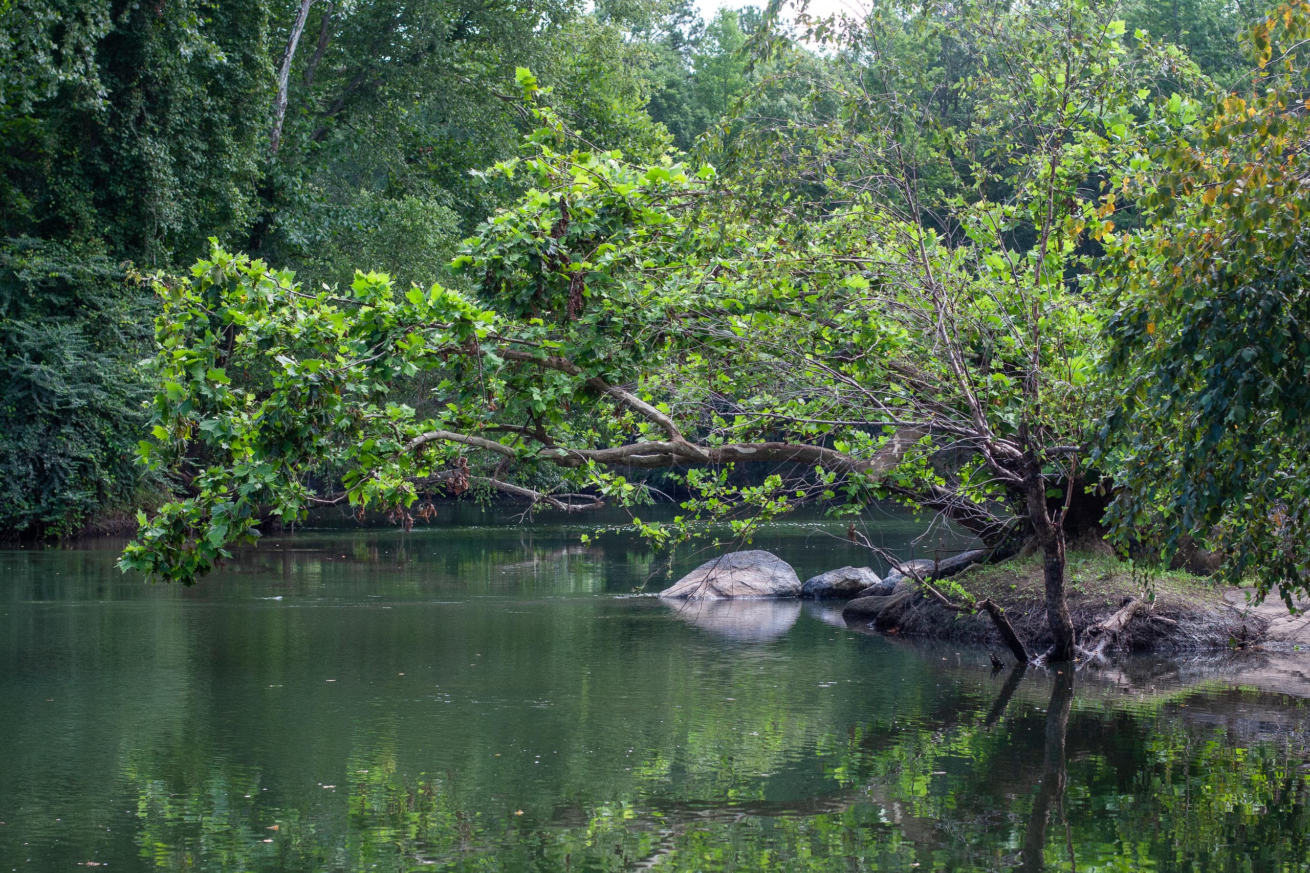 Guided Paddle on Ocmulgee River in Juliette, GA