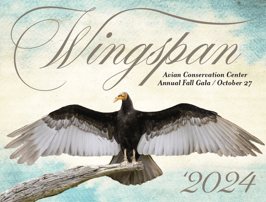 Experience Wingspan: Annual Fall Fundraiser at The Center For Birds of Prey in Awendaw, SC