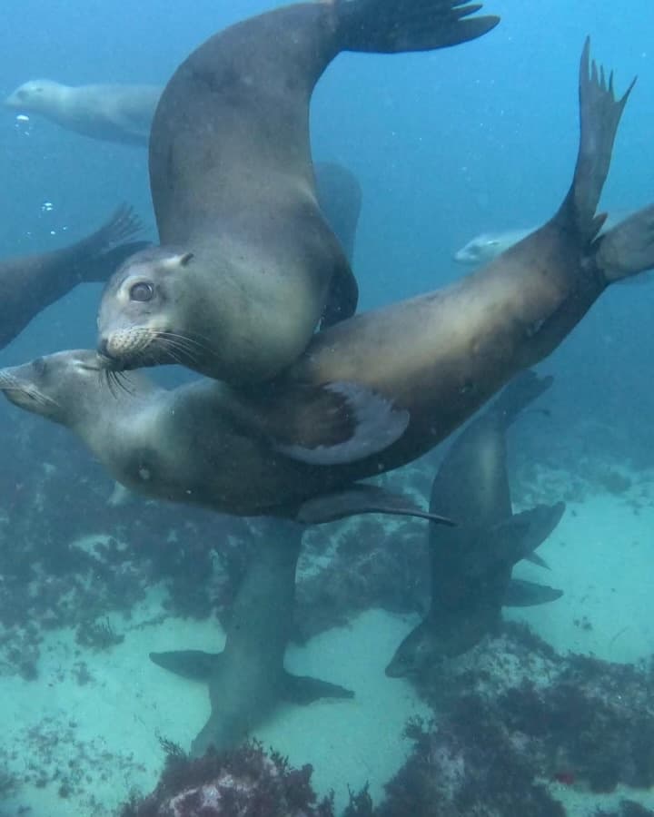 Playful sea lions swimming together above rocky seabed underwater