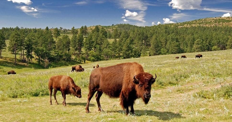 Private Buffalo Jeep Safari & Mammoth Site Tour in Rapid City