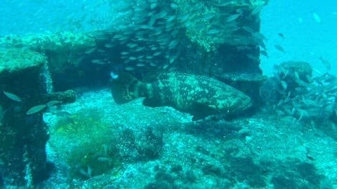 Two-Tank Inshore Gulf Dive (<9 Miles) from Fort Walton Beach — Taz's Excursions