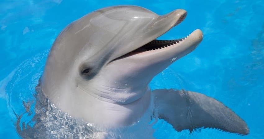Private Dolphin Charters & Cruises in Orange Beach, AL