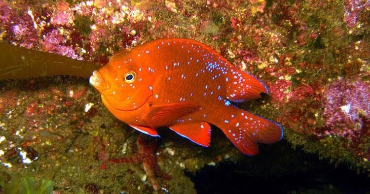 Bright garibaldi reef fish among rocks at Catalina Island